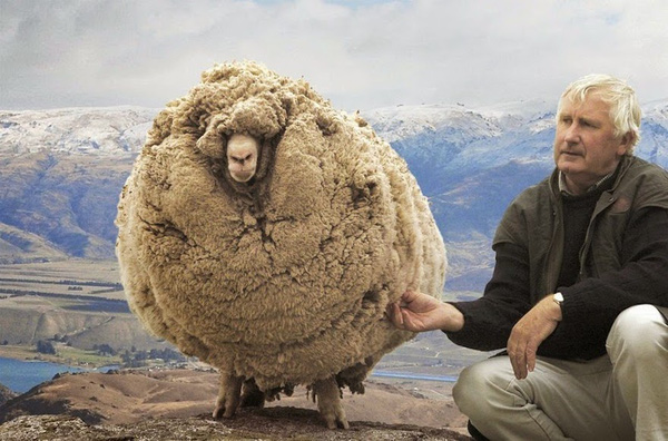 Chăn lông cừu tự nhiên