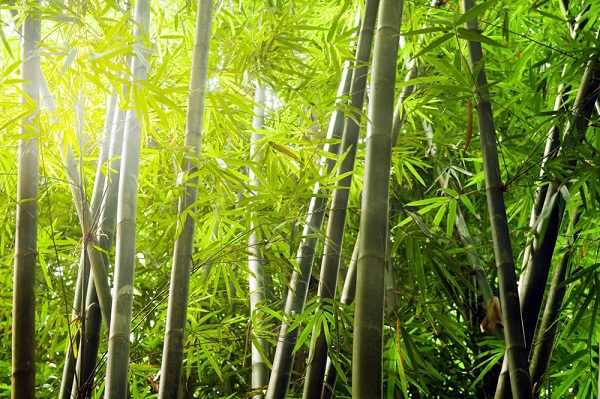 Cây tre sản xuất ra vải Bamboo