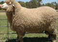 Chăn lông cừu Úc Woolcomfort Crown-3