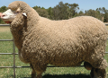 Chăn lông cừu Úc Millie Crart-5